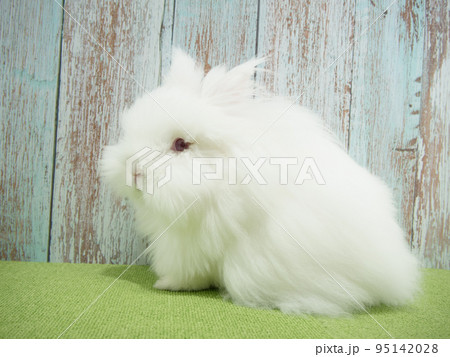 白い毛に赤い瞳のライオンラビット 95142028