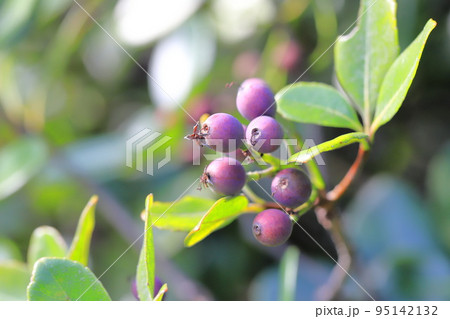 色づいたシャリンバイの実 95142132
