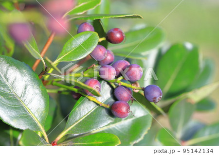 色づいたシャリンバイの実 95142134