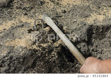 畑の土作り　もみ殻 95142864