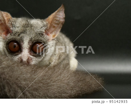 自分のしっぽに隠れるショウガラゴ 95142935