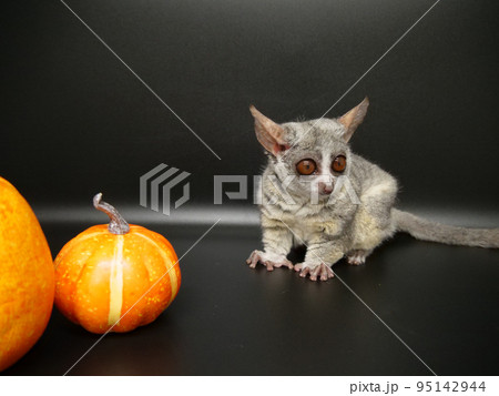 オレンジのカボチャをブッシュベビー オレンジのカボチャをブッシュベビー 95142944