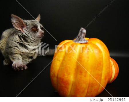 カボチャとショウガラゴ【ハロウィン】 カボチャとショウガラゴ【ハロウィン】 95142945