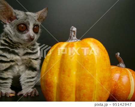 カボチャが気になるショウガラゴ 95142947