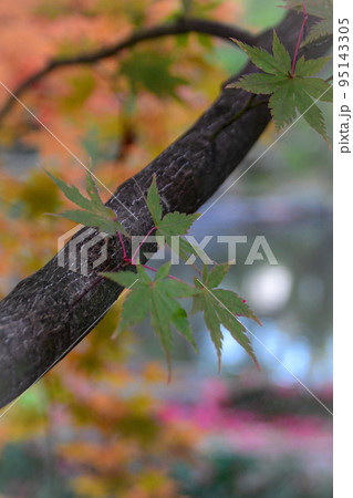 色づき初めの紅葉 95143305