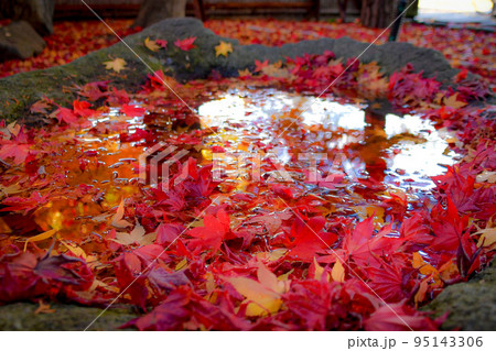 花手水の紅葉 花手水の紅葉 95143306
