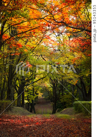 紅葉した木々 95143355