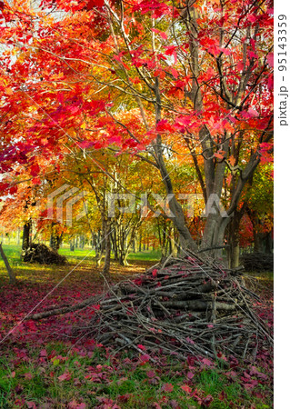 紅葉した木々 紅葉した木々 95143359