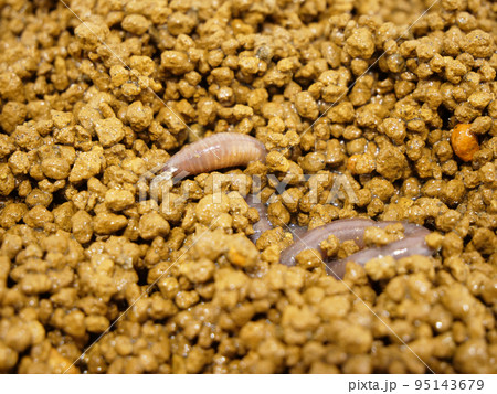 土の中にもぐっているミミズ 95143679