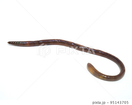 ミミズの全体図 ミミズの全体図 95143705
