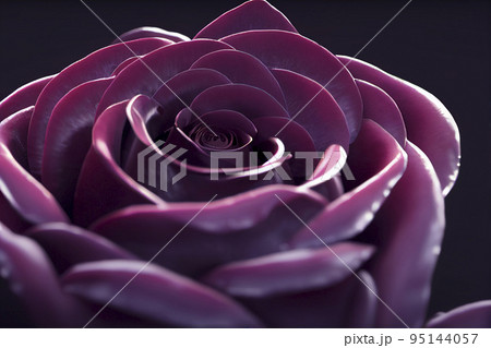 Colored Rose on Black Background. closeup rose. 95144057