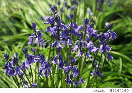 シラー　青紫色で釣鐘型の花 95144140