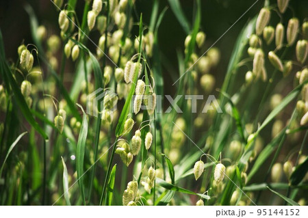 野草のコバンソウ　小さな穂が垂れ下がって咲く花 95144152