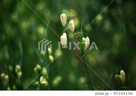野草のコバンソウ　小さな穂が垂れ下がって咲く花 95144156
