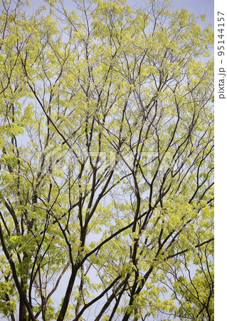 爽やか、色づくケヤキの若葉 95144157