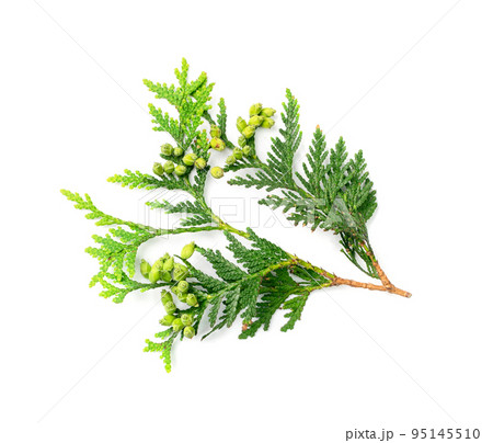 Cypress Twigs Isolated 95145510