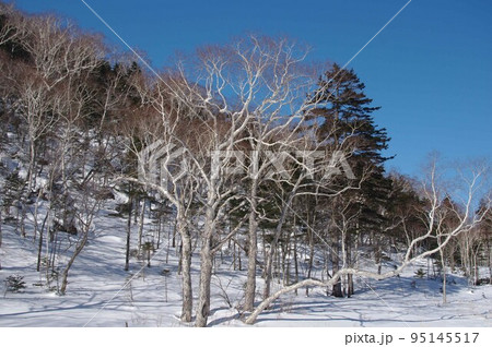 雪に覆われた冬の雑木林 雪に覆われた冬の雑木林 95145517