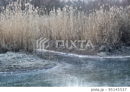 Frozen lake Tisza ice and reed canals Frozen lake Tisza ice and reed canals 95145537