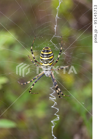 A wasp spider in a large web on a background of green grass on a sunny day. Argiope bruennichi A wasp spider in a large web on a background of green grass on a sunny day. Argiope bruennichi 95145713