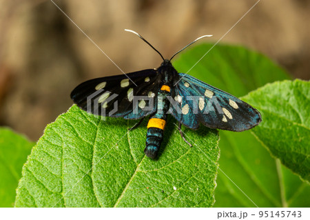 Close up of a nine spotted moth Amata phegea with spread wings 95145743