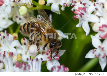 Bee Gathering Pollen from a White Flower on a Summer Day. close up 95145757