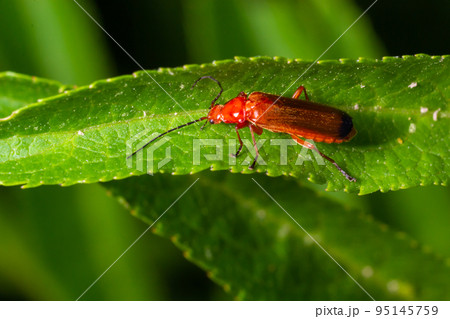 Rhagonycha fulva, the common red soldier beetle on a leaf of grass. Macro shot, beautiful blurred background Rhagonycha fulva, the common red soldier beetle on a leaf of grass. Macro shot, beautiful blurred background 95145759