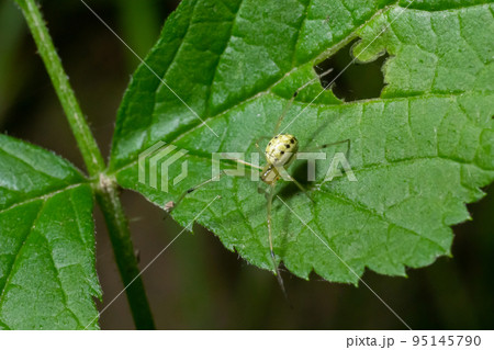 Closeup of the spider Enoplognatha ovata or the similar Enoplognatha latimana, family Theridiidae. On the underside of a leaf of common ragwort Jacobaea vulgaris. July 95145790