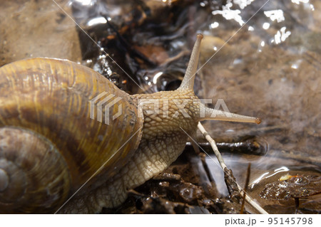 Burgundy snail, Helix, Roman snail, edible snail, escargot, on the surface of old stump with moss in a natural environment. Green moss and mold growing on the old tree trunk. 95145798