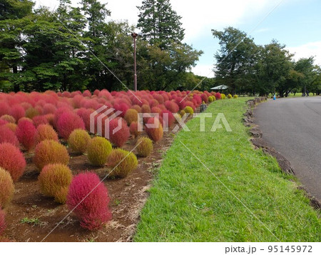 秋の和光樹林公園 秋の和光樹林公園 95145972