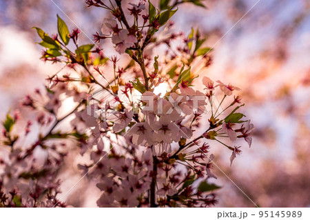 夕映えの桜 95145989