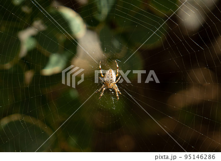 European Spider, Araneus Diadematus, Cross Spider, Crowned Weaver on Its Web closeup 95146286