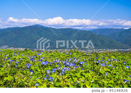 上古田のヘブンリーブル―　箕輪町 95146926