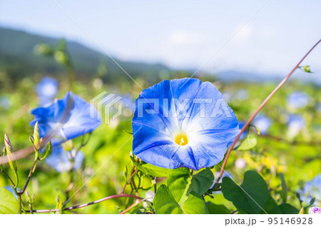 花畑に咲くヘブンリーブルー 花畑に咲くヘブンリーブルー 95146928