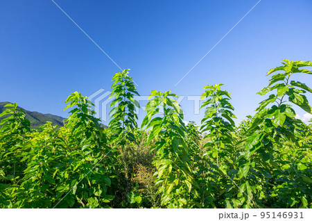 青空と桑の葉　箕輪町 95146931