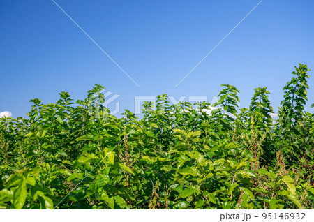 青空と桑の葉　箕輪町 95146932