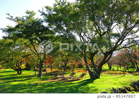 済州島 漢拏山 漢拏生態の森 95147007