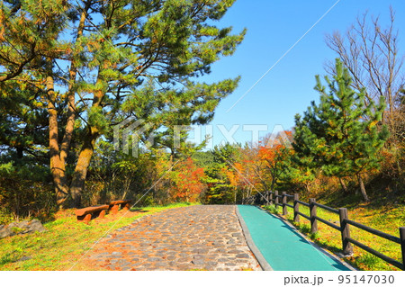 済州島 漢拏山 漢拏生態の森 95147030