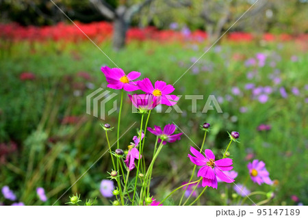 コスモス 95147189