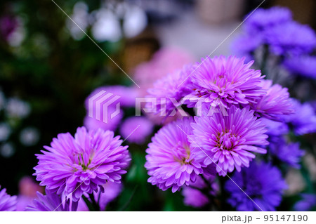 花壇に咲くピンク色のアスターの花 95147190