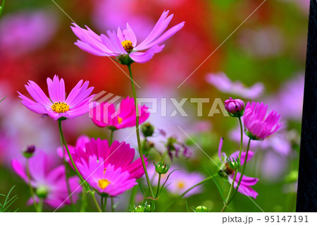 コスモス 95147191