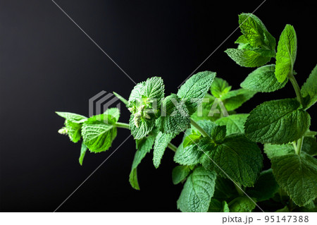 Fresh mint on a dark background. Fresh mint on a dark background. 95147388