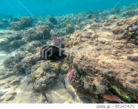 Red Sea sailfin tang or Desjardin's sailfin tang at coral reef.. Red Sea sailfin tang or Desjardin's sailfin tang at coral reef.. 95147471