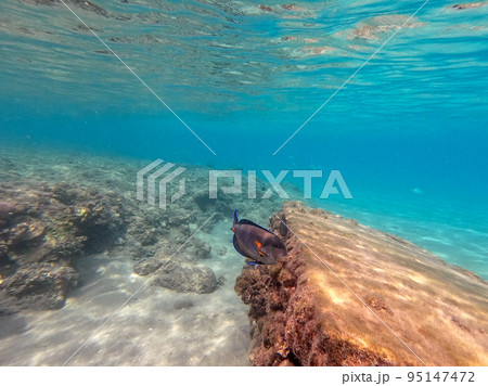 Surgeon fish or sohal tang fish (Acanthurus sohal) at the Red Sea coral reef.. 95147472