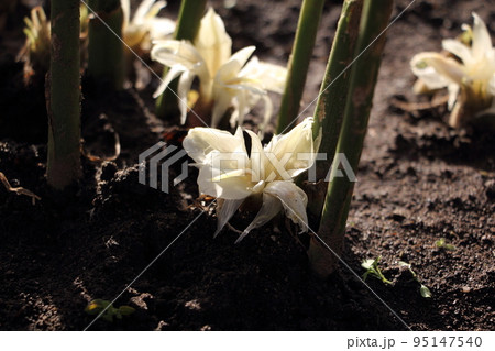 ミョウガの花 95147540