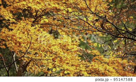 モミジの紅葉(横長サイズ16:9) モミジの紅葉(横長サイズ16:9) 95147588