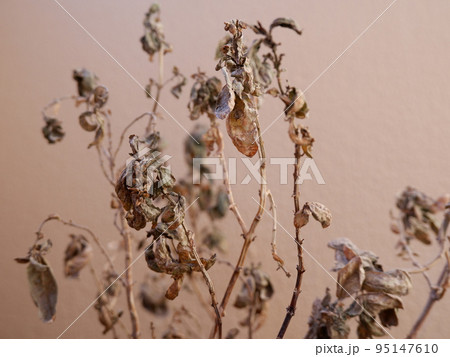 ベランダ菜園で枯れてしまったバジル ベランダ菜園で枯れてしまったバジル 95147610