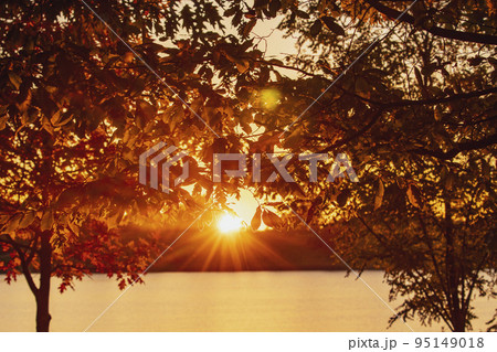 Branches with leaves on background of sunset and lake water Branches with leaves on background of sunset and lake water 95149018