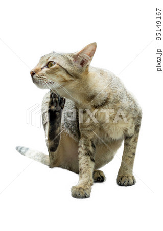 Thai kitten Cute small domestic cat, focus selective Thai kitten Cute small domestic cat, focus selective 95149167