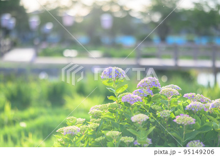 陽を浴びる紫陽花 95149206