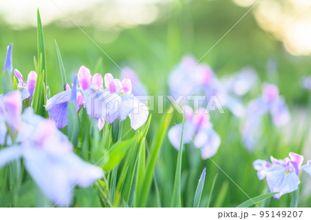 光を浴びる花菖蒲 95149207